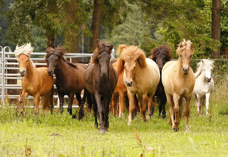 Jungstutenherde 2.jpg